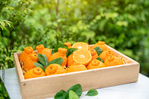 Orange fruit with orange slices and leaves in Wooden box, Dekopon orange or sumo mandarin tangerine with leaves in the garden. photo