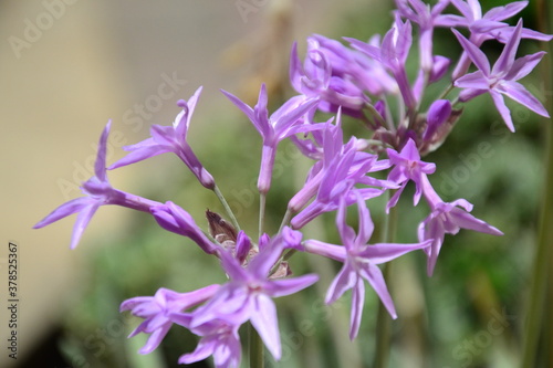 Flowers drive to Mediterranean seea
