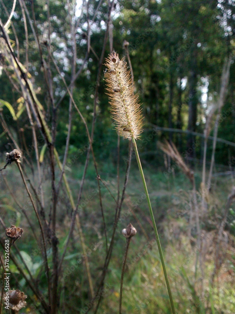 Fluffy infloreste of timothy grass in a field under the sunlight. Fluffy infloreste of timothy grass in a field under the sunlight.