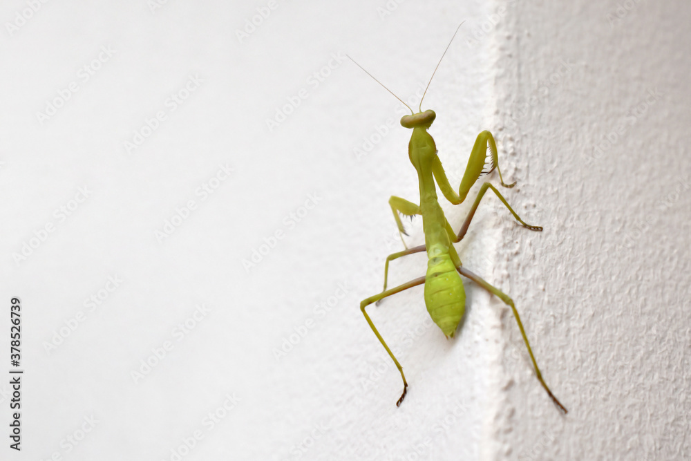 Mantis on the wall with copy space on the left side. Mantis on the wall with copy space on the left side.