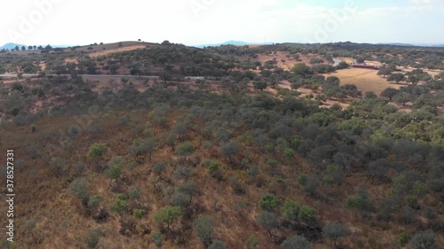 Aerial images of a typical pine and holm oak forest in southern Spain. The camera approaches a small local road photo