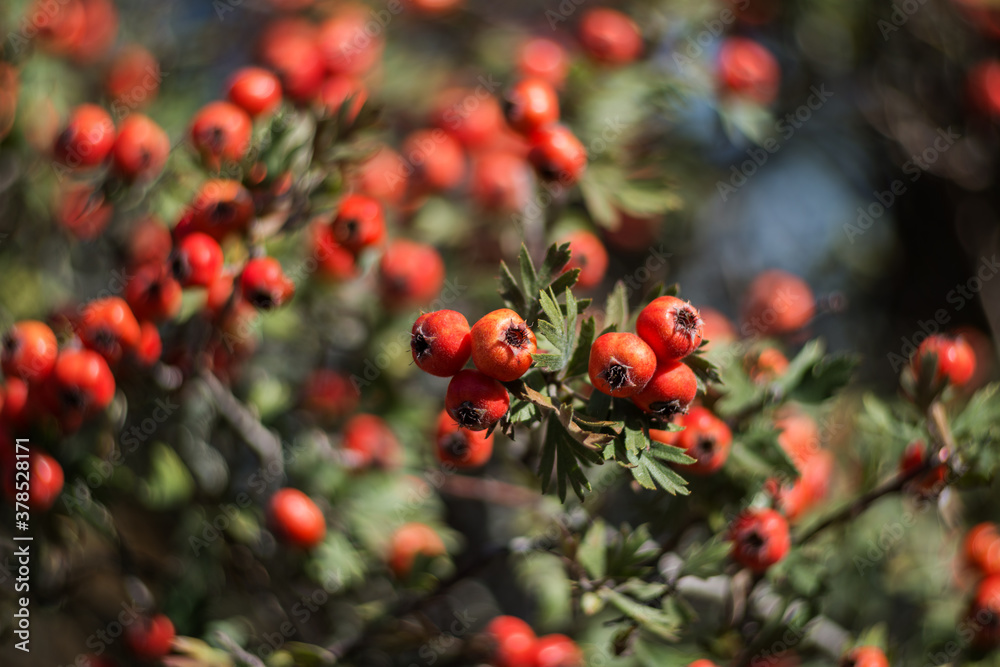 Bunch of red hawthorn (Crataegus orientalis) berries with selective focus and bokeh background Bunch of red hawthorn (Crataegus orientalis) berries with selective focus and bokeh background
