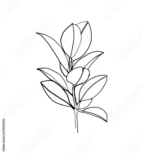 Ficus branch isolated on white. Line art drawing in black and white. - Vector illustration © ireneromanova