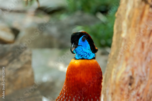Satyr Tragopan (Tragopan satyra) male photo