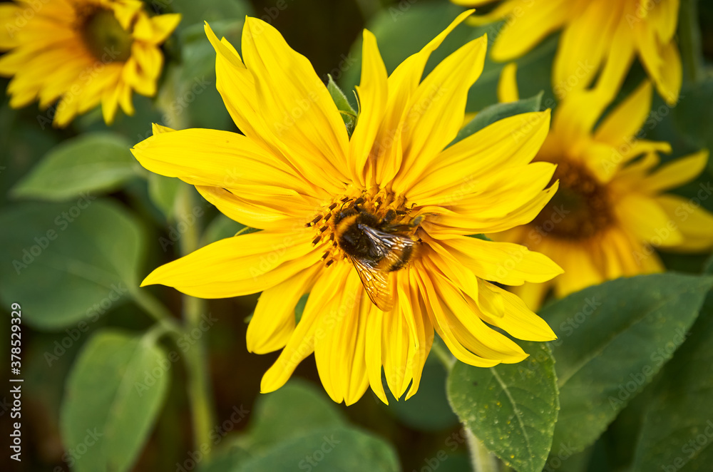 Sunflower field and bumble bee collecting nectar. Sunflower field and bumble bee collecting nectar.