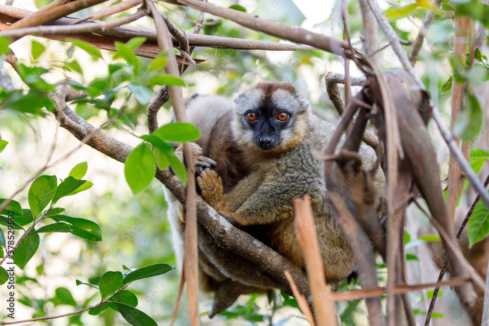 Fototapeta premium Lemur brunatny (Eulemur fulvus) na wierzchołku drzewa, w naturalnym środowisku, Andasibe - Park Narodowy Analamazaotra, Madagaskar