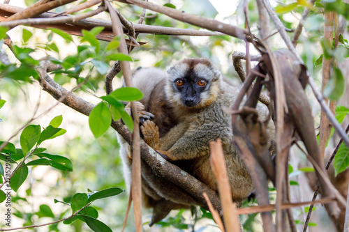 Fototapeta Naklejka Na Ścianę i Meble -  Common brown lemur (Eulemur fulvus) in top of the tree, in natural habitat, Andasibe - Analamazaotra National Park, Madagascar wildlife