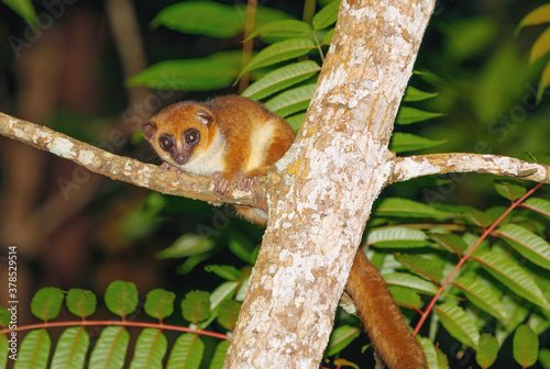 small brown mouse lemur (Microcebus rufus) at night in natural habitat, Masoala national park, Madagascar wildlife