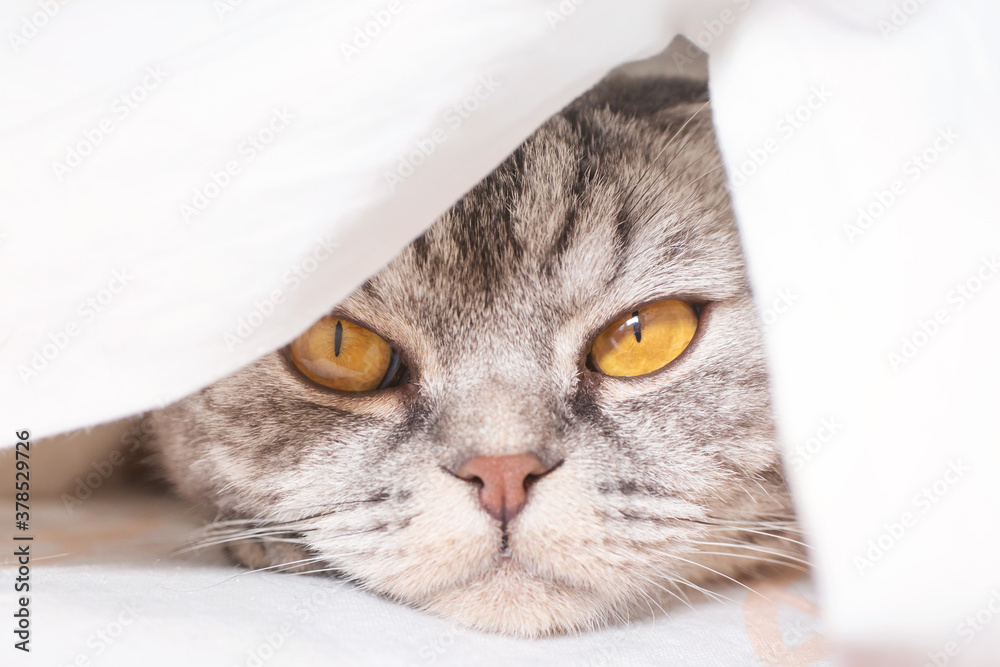 The gray scottish fold cat gray in a black strip with yellow eyes lies on a bed. Concept stay home morning. Cute funny cat..