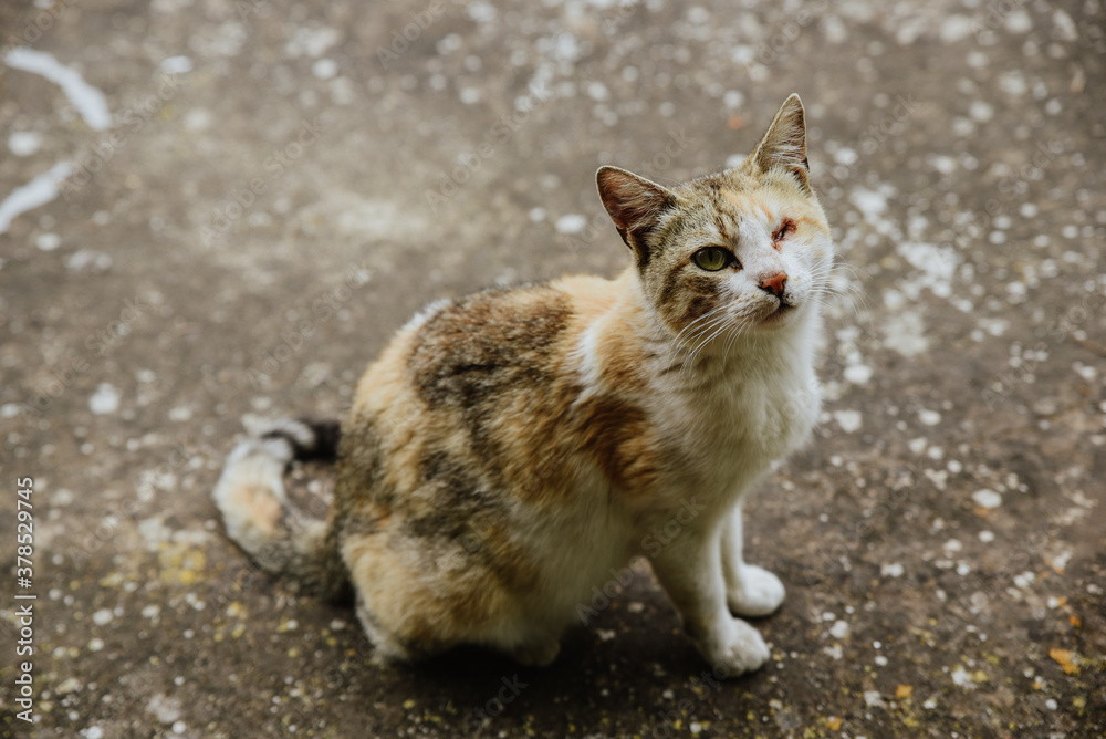 cat on the rocks. feline with an injured eye. cat on the rocks. feline with an injured eye.