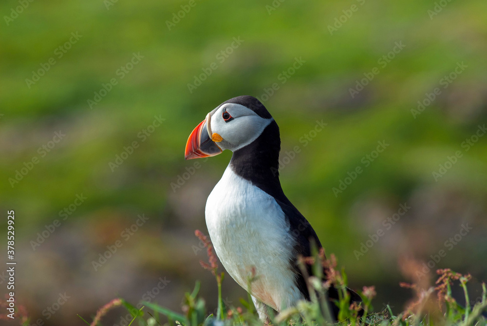 Obraz premium Atlantic Puffin close up