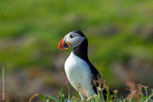 Atlantic Puffin close up