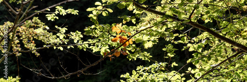 Beginning of autumn. Brown leaves between many green leaves in the sunlight