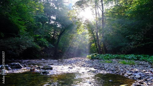 beautiful sun ray above forest river  photo