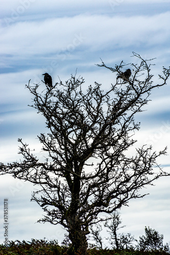 2 crows roost in a tree on Lydeard Hill