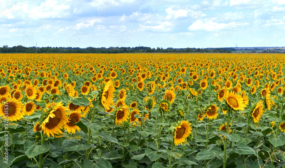 Fototapeta premium Sunflower natural background. Sunflower blooming. Blooming field. Sunflower oil. 