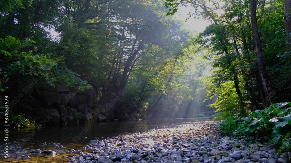 beautiful morning sun rays in green forest by the river beautiful morning sun rays in green forest by the river