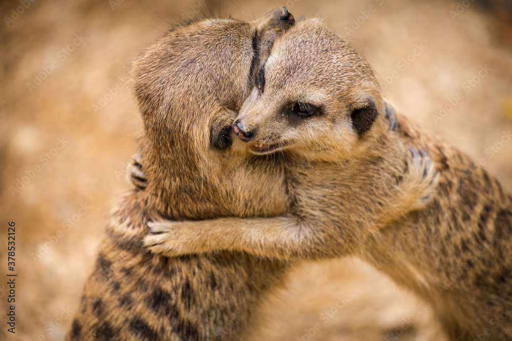 Fototapeta premium meerkat portrait in nature park