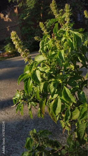 Fototapeta Naklejka Na Ścianę i Meble -  flowering lemon Basil Ocimum americanum