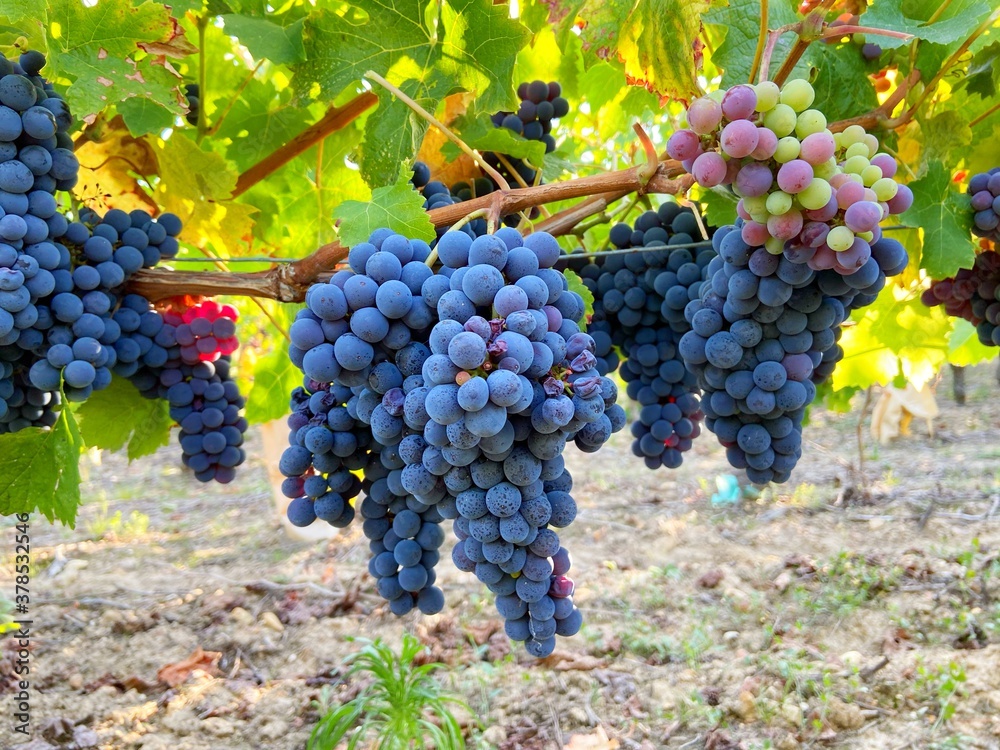 Cabernet Franc - wine grapes in France vineyard. Harvest grapes on September