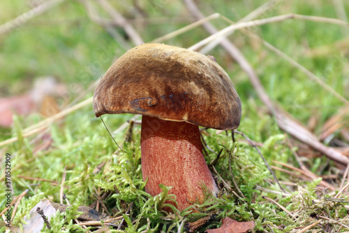 Wild edible Praestigator mashroom grows in a moss in a forest. Large solid fungus with a bay-brown cap, red pores and red-dotted yellow stem. The flesh stains dark blue when cutting.