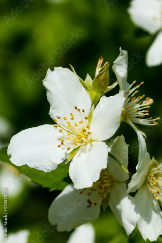 Beautiful white jasmine flowers in a garden