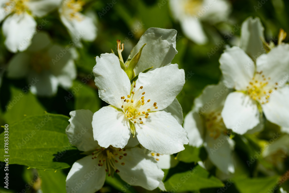 Beautiful white jasmine flowers in a garden Beautiful white jasmine flowers in a garden