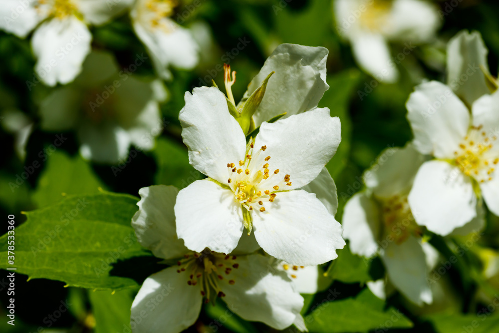 Beautiful white jasmine flowers in a garden Beautiful white jasmine flowers in a garden