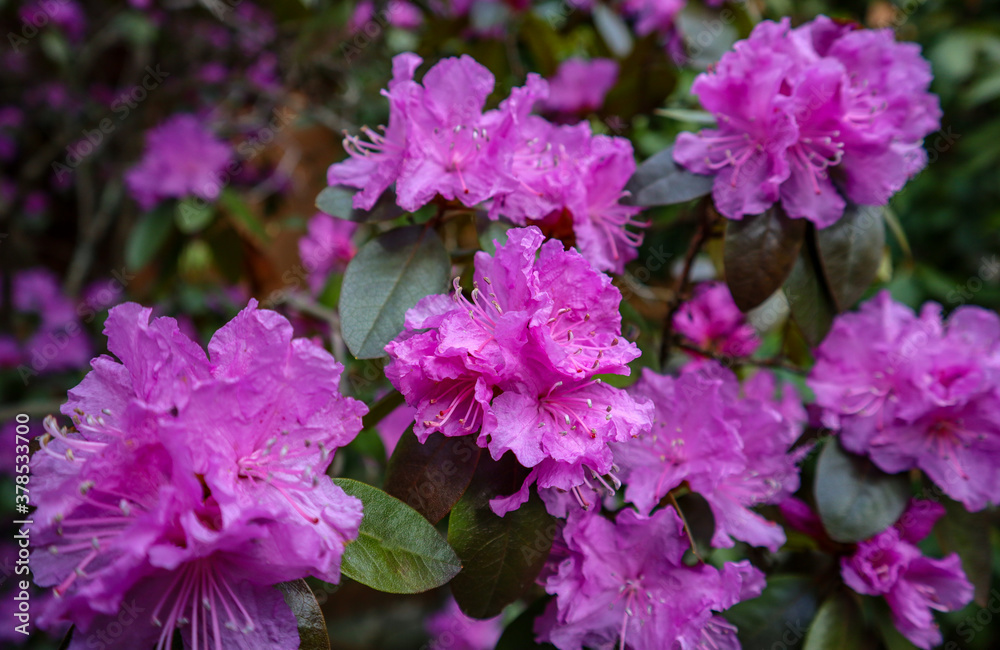 pink and purple flowers pink and purple flowers