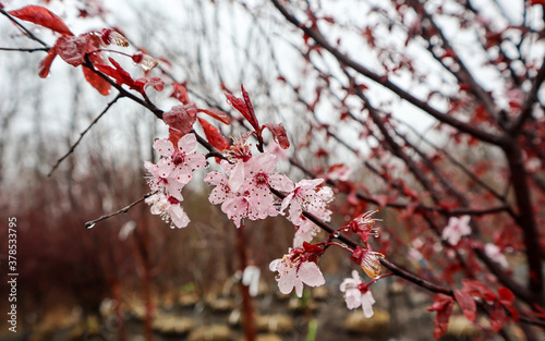 tree blossom in spring