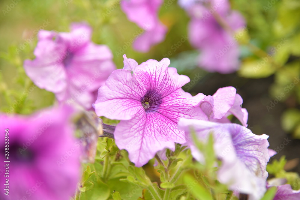 flowers in the garden flowers in the garden