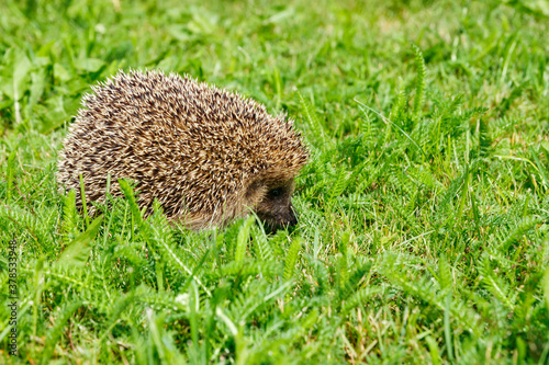 West european hedgehog on a green meadow