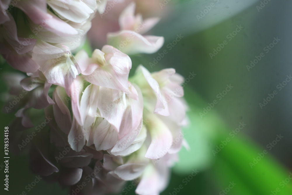 A close up of a flower A close up of a flower
