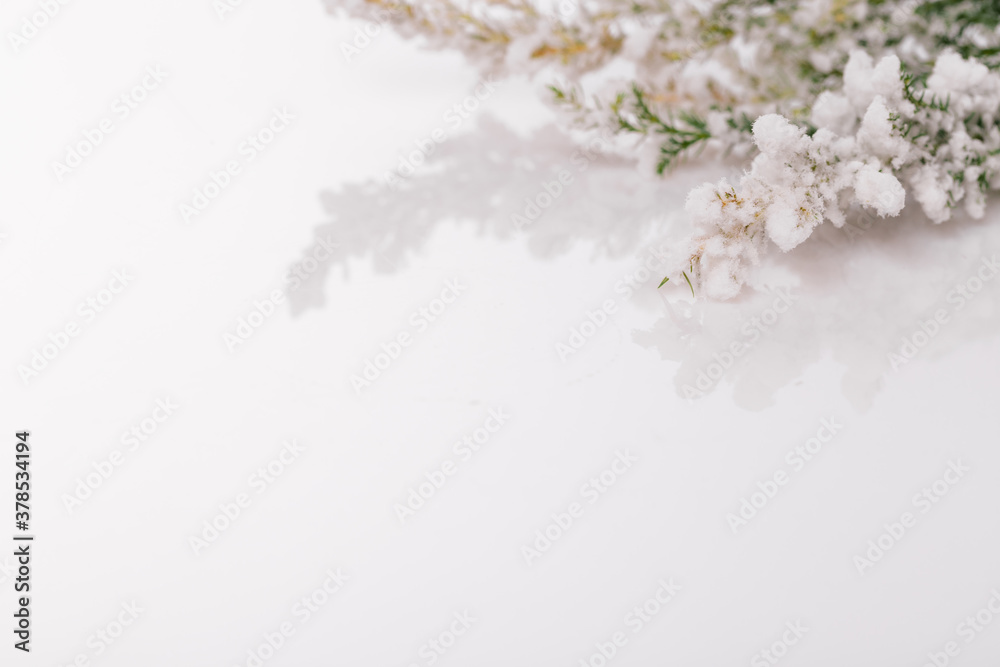 Branch of fir tree in snow, background for text, white Christmas background