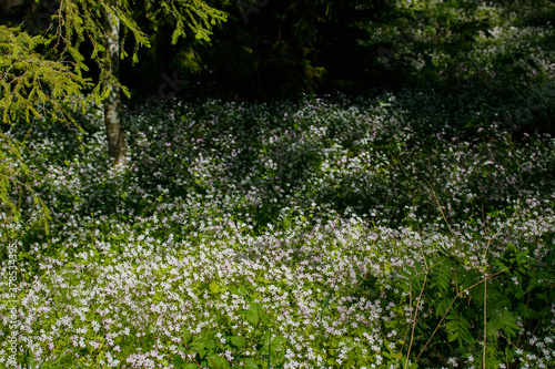 White wildflowers of Claytonia sibirica in shady forest