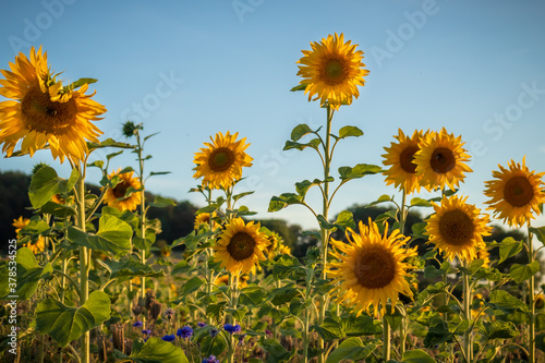 Different sizes of sunflowers in a field on a summer day in Germany  near Potzbach. 