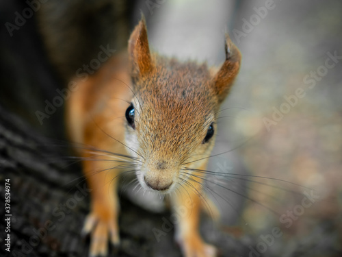 Closeup portrait of a cute young red squirrel sitting on a tree with a blurred bokeh background. Adorable animal posing in a park in autumn. Furry squirrel asking for some nuts looking at the camera.