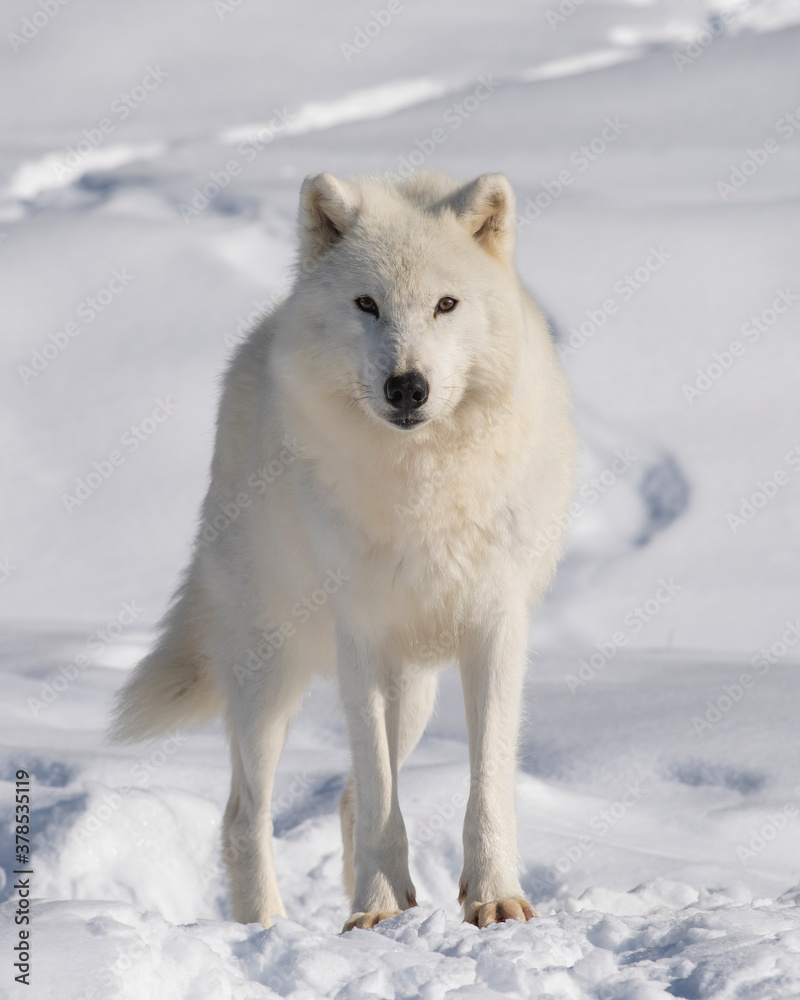 An Arctic Wolf makes eye contact - Canada An Arctic Wolf makes eye contact - Canada