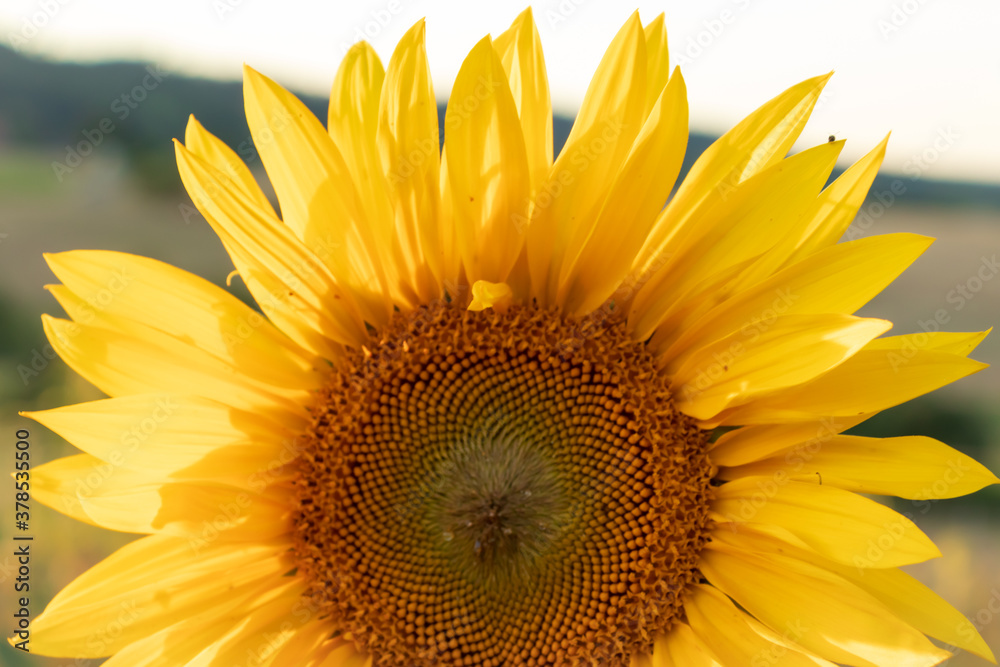 Fototapeta premium Bright sunflower head on a summer day
