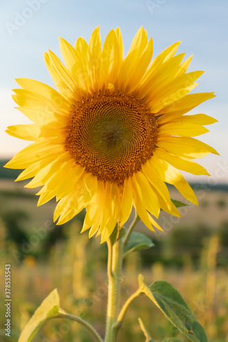 Single bloom in a field of sunflowers on a summer day near Potzbach, Germany. 
