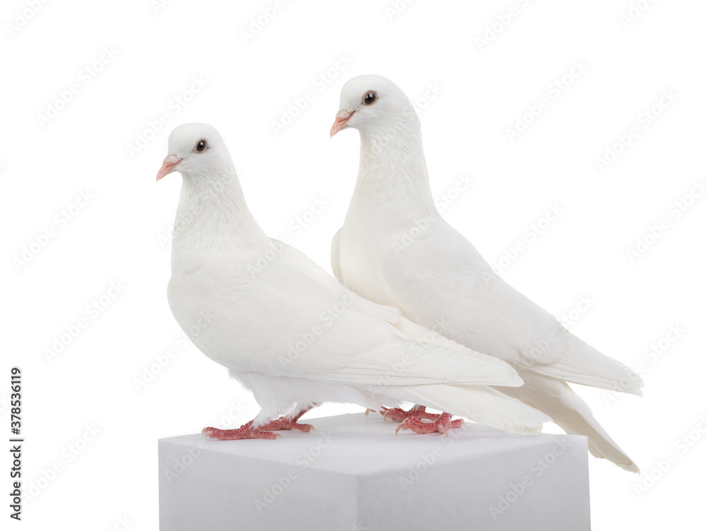 Two white doves isolated on a white background. Two white doves isolated on a white background.