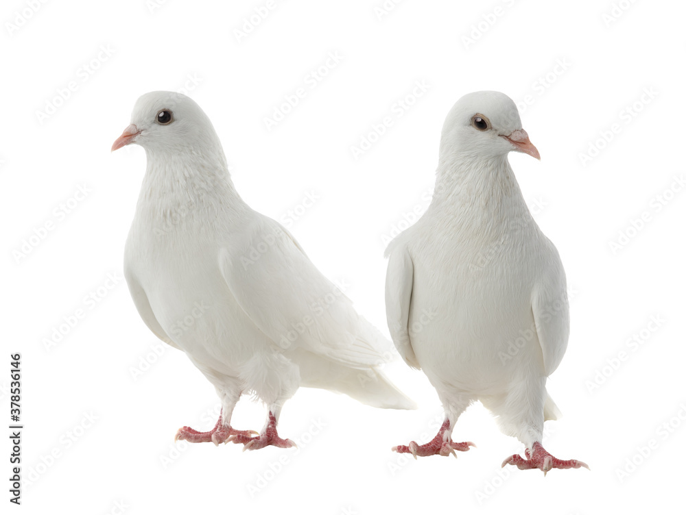 Obraz premium Two white doves isolated on a white background.