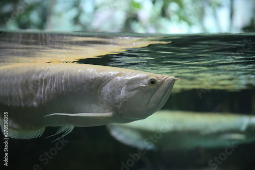 Platinum Snow White Silver arowana (Osteoglossum bicirrhosum) most expensive fish in the world. Fish in the aquarium. Fish underwater. 