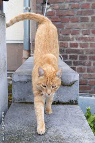 A red tabby cat stretches on a gardenwall next to a doorstep photo