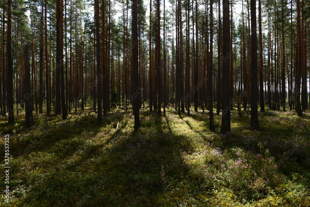 Pine forest in heather bloom in the shadows and sunshine of a summer morning