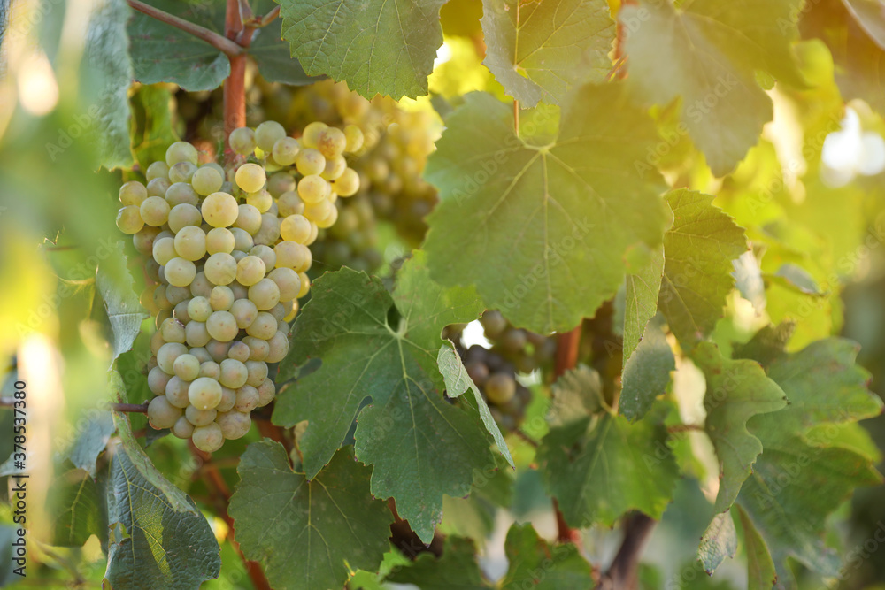 Bunch of ripe juicy grapes on branch in vineyard Bunch of ripe juicy grapes on branch in vineyard