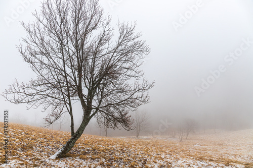 bosco nella nebbia photo