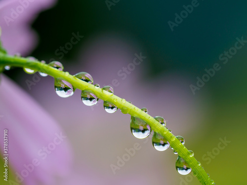 雨の雫