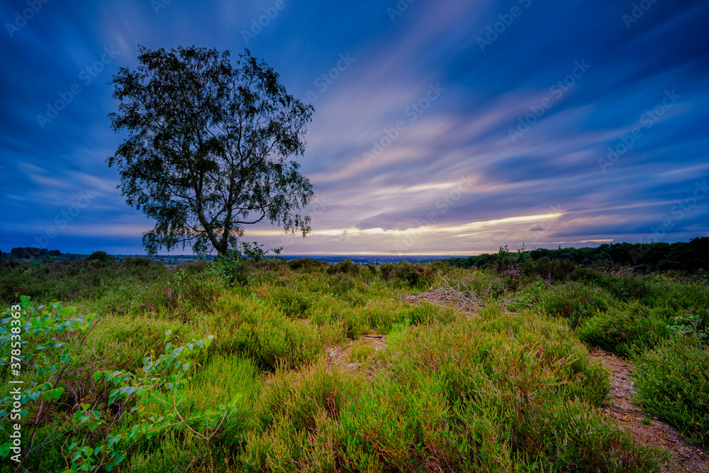 Solitary birch tree in a heather landscape with drifting clouds Solitary birch tree in a heather landscape with drifting clouds