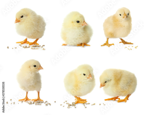 Collage with cute fluffy chickens on white background. Farm animals